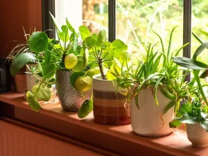 مهم ترین عناصر ریز مغذی مورد نیاز گیاهان آپارتمانی