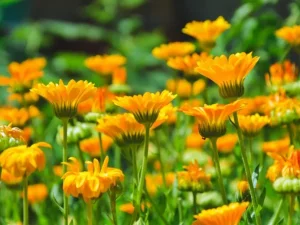 کاشت بذر گل همیشه بهار در پاییز