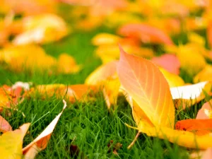 ۷ راز موفقیت در کاشت بذر چمن در پاییز