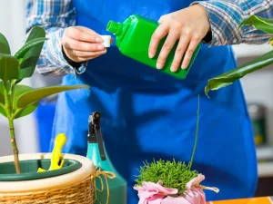 مقایسه کود جلبک دریایی با کود آهن برای گیاهان آپارتمانی