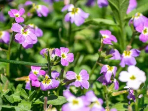 راهنمای کاشت بذر گل شببو در پاییز