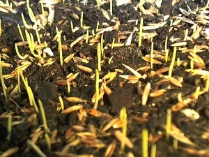 نکات مهم برای جوانه‌ زنی بذرها در هوای خنک