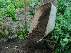 تقویت ریشه گیاهان با مالچ پاییزی