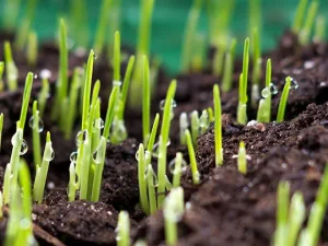 چرا پاییز بهترین فصل برای کاشت چمن است؟