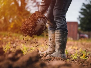 روش‌های ایمن برای ضدعفونی خاک در پاییز