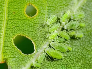 شناسایی سریع شته‌ های پاییزی روی درختان و مقابله با آن ها