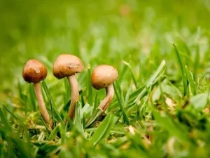 چگونه از بیماری‌های قارچی چمن در پاییز جلوگیری کنیم؟