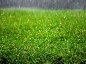 راهنمای مراقبت از چمن پاییزی در برابر باران‌های شدید