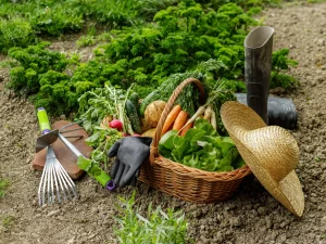 راهنمای انتخاب بهترین بذر سبزیجات مخصوص پاییز