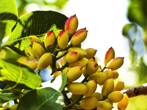 بهترین زمان مصرف کود جلبک دریایی در باغ های پسته