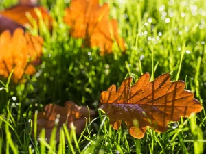 چرا آبیاری در پاییز اهمیت دارد؟