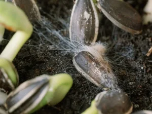 روش های ضدعفونی بذر