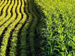 کشت مخلوط در کشاورزی و مزایای آن