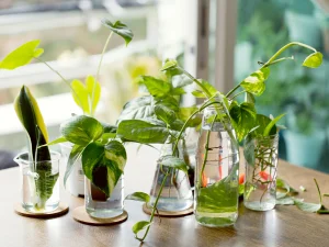 نکات مهم و کاربردی در تهیه قلمه از گیاهان زینتی