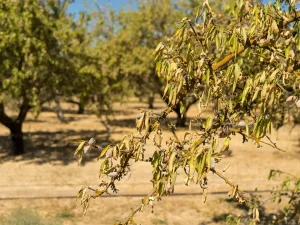 چرا خاک باغ بعد از چند سال ضعیف می شود؟