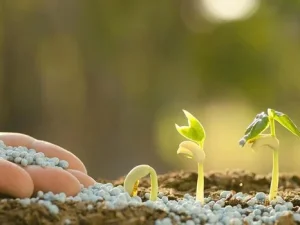 آیا استفاده بیش از حد از کود NPK به خاک آسیب می‌زند؟