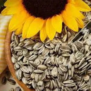 بذر آفتابگردان خوراکی فله