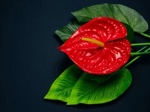 چرا گیاه رشد می‌کند ولی گل نمی‌دهد؟