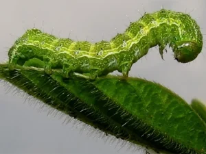 چرا سمپاشی بعضی آفات را از بین نمی‌برد؟