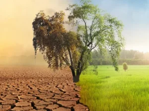 تغییرات اقلیمی چه تأثیری بر زمان کاشت محصولات دارد؟