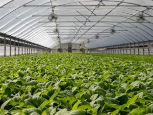 آینده کشت گلخانه ای در ایران چگونه خواهد بود؟