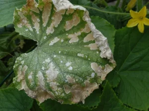 چرا سم باعث آسیب به گیاه می شود؟