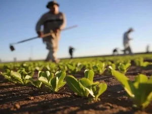 آیا کم آبی الگوی کشت ایران را تغییر می دهد؟