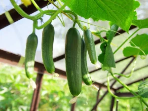 راهنمای کاشت خیار در خانه، از بذر تا برداشت