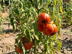 بهترین کود برای تابستان و جلوگیری از سوختگی گیاه در گرما