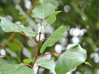 راهنمای پرورش درخت صنوبر