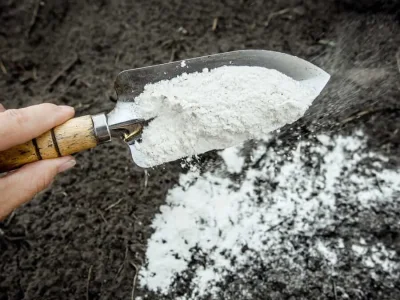کود کلسیم بهتر است یا کلسیم‌بور؟ تفاوت کاربرد و زمان مصرف