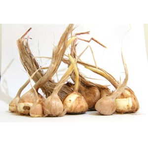 پیاز زعفران