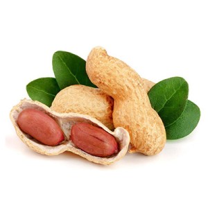 بذر فله بادام زمینی