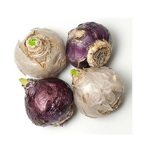 پیاز گل سنبل هلندی