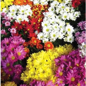 بذر گل داوودی الوان