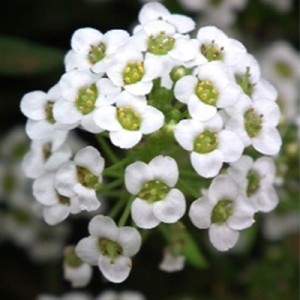 بذر گل آلیسوم (عسلی) تک رنگ