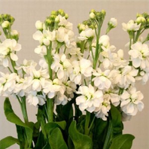 بذر گل شب بو تک رنگ