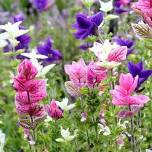 بذر گل سلوی (مریم گلی) الوان