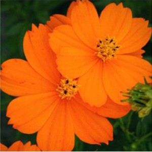 بذر گل ستاره ای تک رنگ