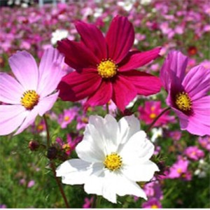 بذر گل ستاره ای الوان