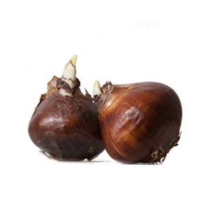 پیاز گل لاله هلندی