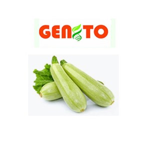بذر کدو هیبرید GENTO