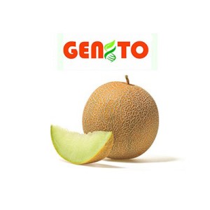 بذر ملون هیبرید GENTO