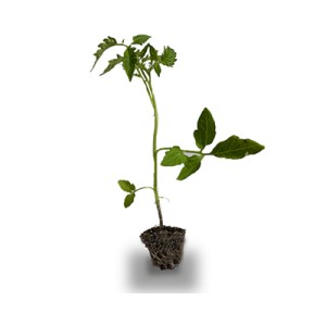 نشاء گوجه گیلاسی