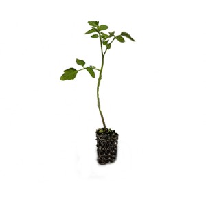 نشاِء گوجه فرنگی