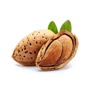بذر درخت بادام تلخ