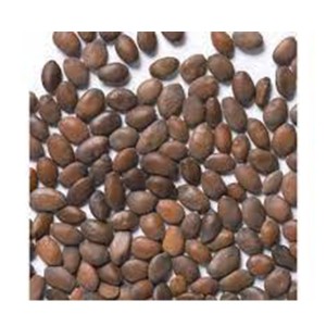 بذر درختچه ارغوان