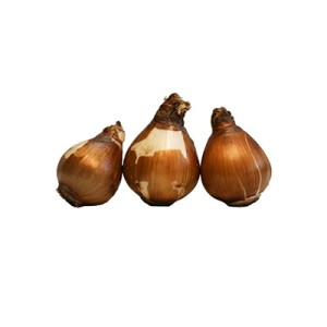 پیاز گل نرگس