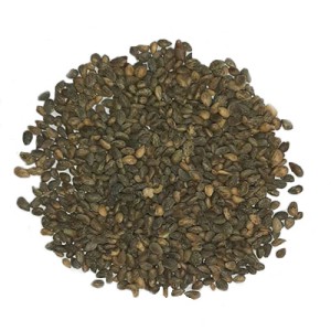 بذر درختچه کاج موگو (توپی)
