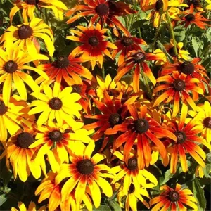 بذر گل کوکب کوهی الوان